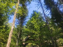 -汤旺河林海奇石景区