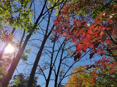 -北海道厅旧本厅舍(旧本庁舎)