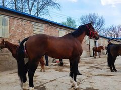 -月河湾马术俱乐部(朝阳店)