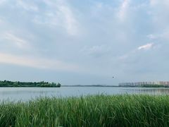 -丁香湖公园