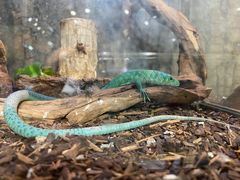 -酷以爬仙阁实体爬宠店·守宫·蜥蜴·专业繁育