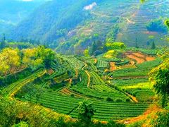 -杨家堂村