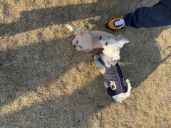 -趣玩宠物乐园寄养训犬训狗游泳池