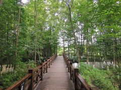 -桤木河湿地公园