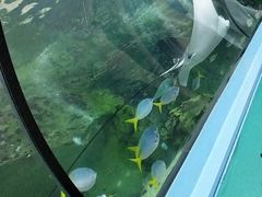 -悉尼海洋生物水族馆