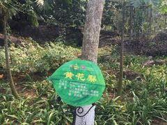 -呀诺达热带雨林