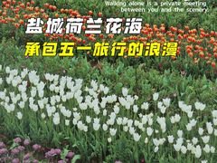 -荷兰花海