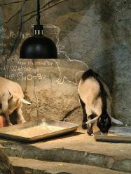 -Zoolung Zoolung动物主题公园(海信广场店)