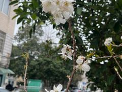 -桑洲油菜花景区