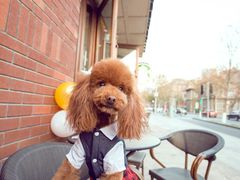 -超宠爱宠物摄影-Super pet
