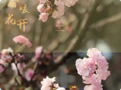 -天适樱花悠乐园
