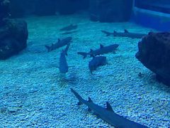 -多彩贵州城极地海洋世界