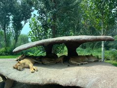 -北京野生动物园