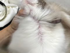 -乐琪宠物医院·犬猫专科·骨外科·急重症