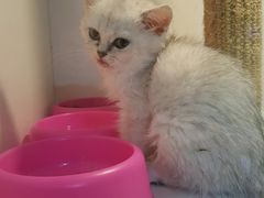 -李小姐の猫咖啡馆(五角场店)