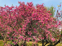 -国家植物园南园