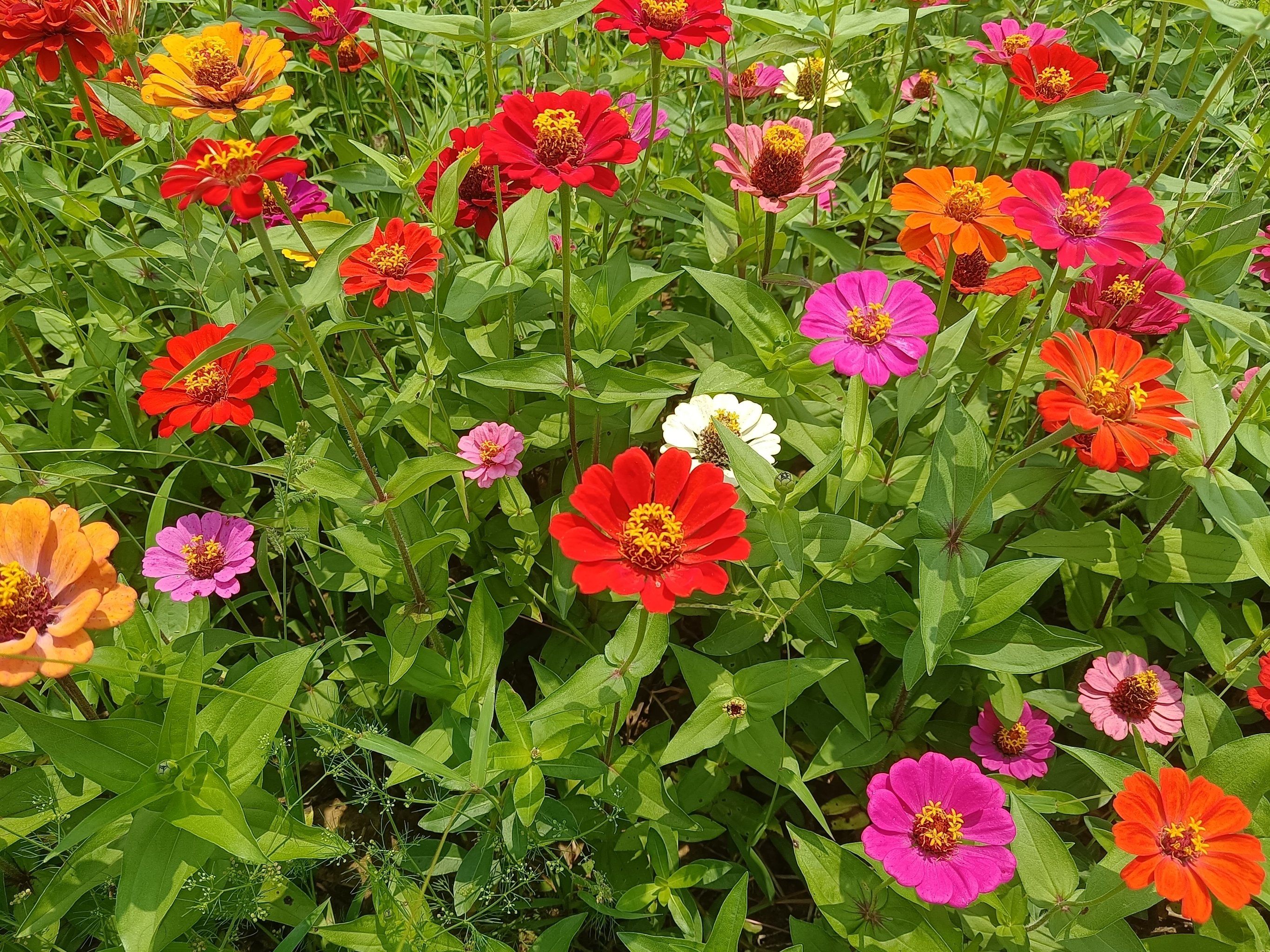 盛开花朵的美景