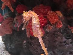 -暹罗海洋世界