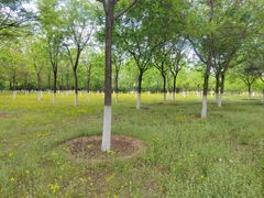 -永定河休闲森林公园