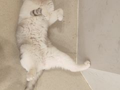 -共舞时光猫咖·狗咖(新街口店)