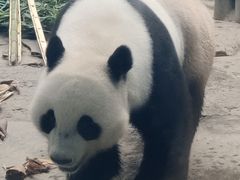 -石家庄市动物园
