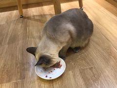 -滚猫咖啡·猫咖·猫友好撸猫(未来城店)
