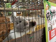 -宫城藏王狐狸村