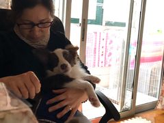 -翊宠yipet猫狗购宠庄园犬舍•猫舍