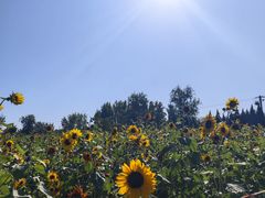 -汉长安城未央宫国家考古遗址公园