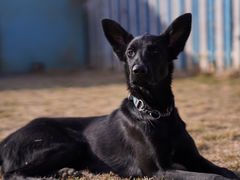 -趣玩宠物乐园寄养训犬训狗游泳池