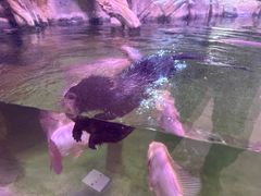 -正佳雨林生态植物园
