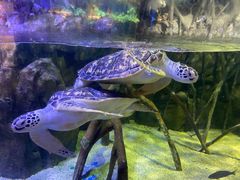-欢乐海岸海洋奇梦馆