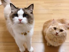 -唐小姐の私宠·宠物洗护美容·撸猫馆·购宠(周浦万达旗舰店)