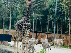 -清迈夜间动物园