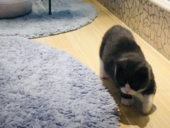 -momokira米努特·德文卷毛猫·棉花面纱犬