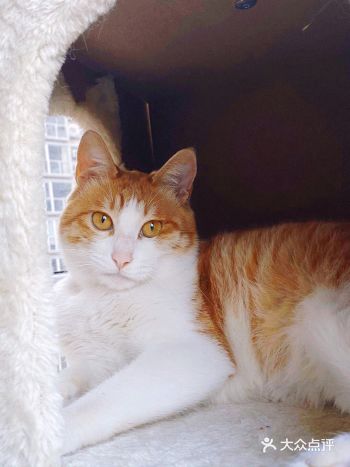 后来就两只、三只、四只猫啦. 当然肯定不会再多了