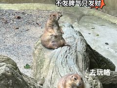 -合肥野生动物园