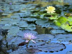 -国家植物园南园