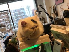 -平行世界·猫咖(首经贸店)