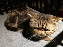 -more than meow吴止猫主题餐厅(承德 中船汇店)