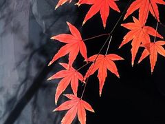-秋霞圃