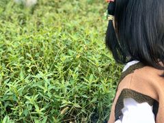 -田园东方蜜桃村的田野营地