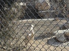 -石家庄市动物园