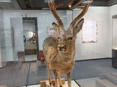 -国家自然博物馆