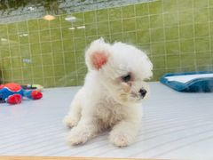 -帕帕拉兹宠物(亚洲旗舰店)