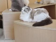 -鼓捣猫呢主题猫咖店