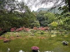 -深圳仙湖植物园