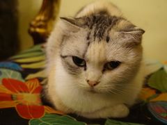 -猫色咖啡·猫咖