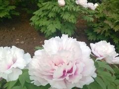 android_upload_pic-西苑公园