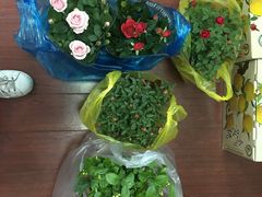 -龙大花卉苗木市场